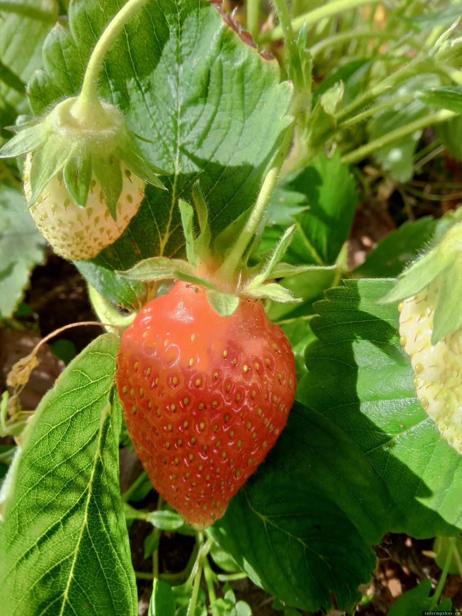 Фото Ларисы Ланец