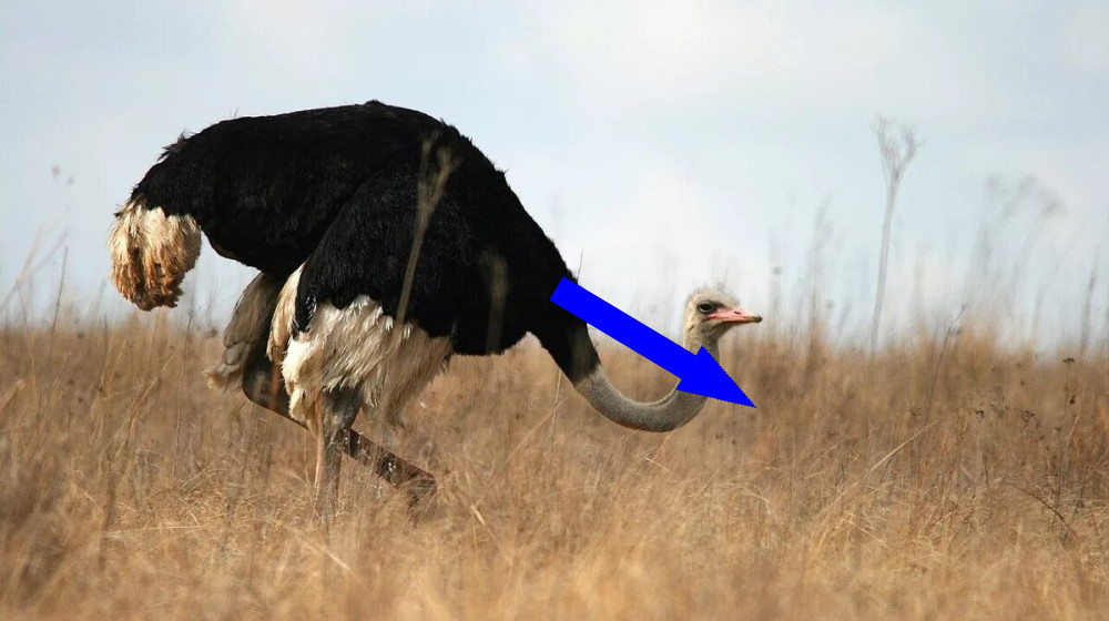    Почему страусы на самом деле прячут голову в песок и как это связано с вашей психологией