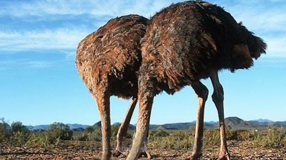    Почему страусы на самом деле прячут голову в песок и как это связано с вашей психологией