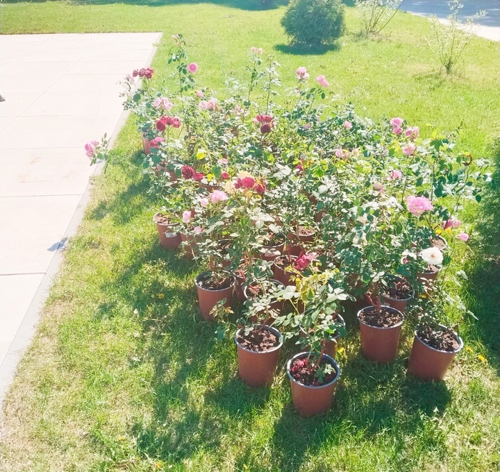     Фото: пресс-служба администрации Г.о.Серпухов