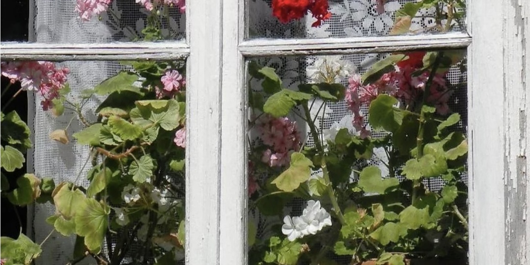 БАБУШКИН ЦВЕТОК