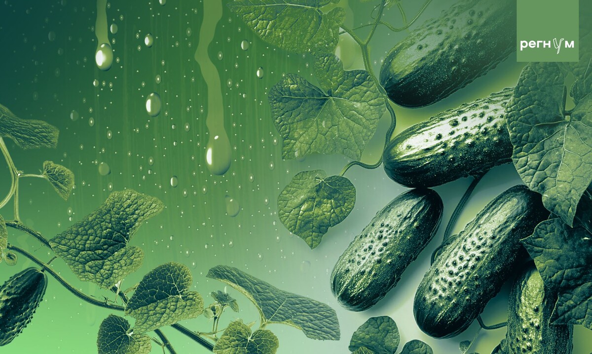     / Источник: Иван Шилов (с) ИА Регнум