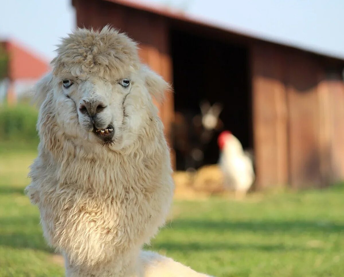    Альпака. Фото: Зоопарк Зельчин, Creative Commons Attribution-Share Alike 4.0 International, Wikimedia Commons