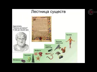 Несколько упрощённая, политкорректная лестница