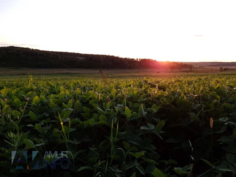    Фото: Амур.инфо