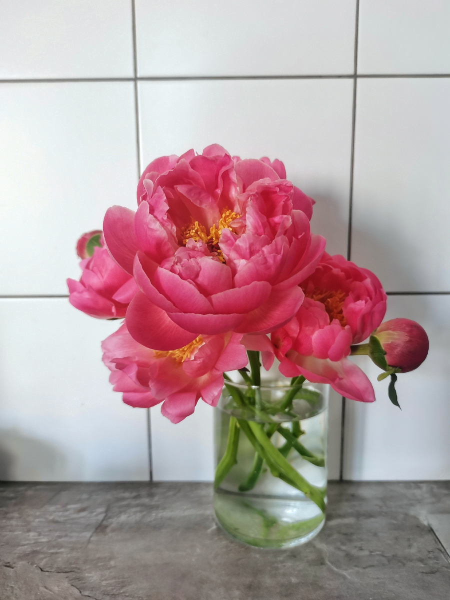 Корал шарм  на 2 день (сорт который меняет цвет от ярко розового до бежевого, примерно за неделю) 