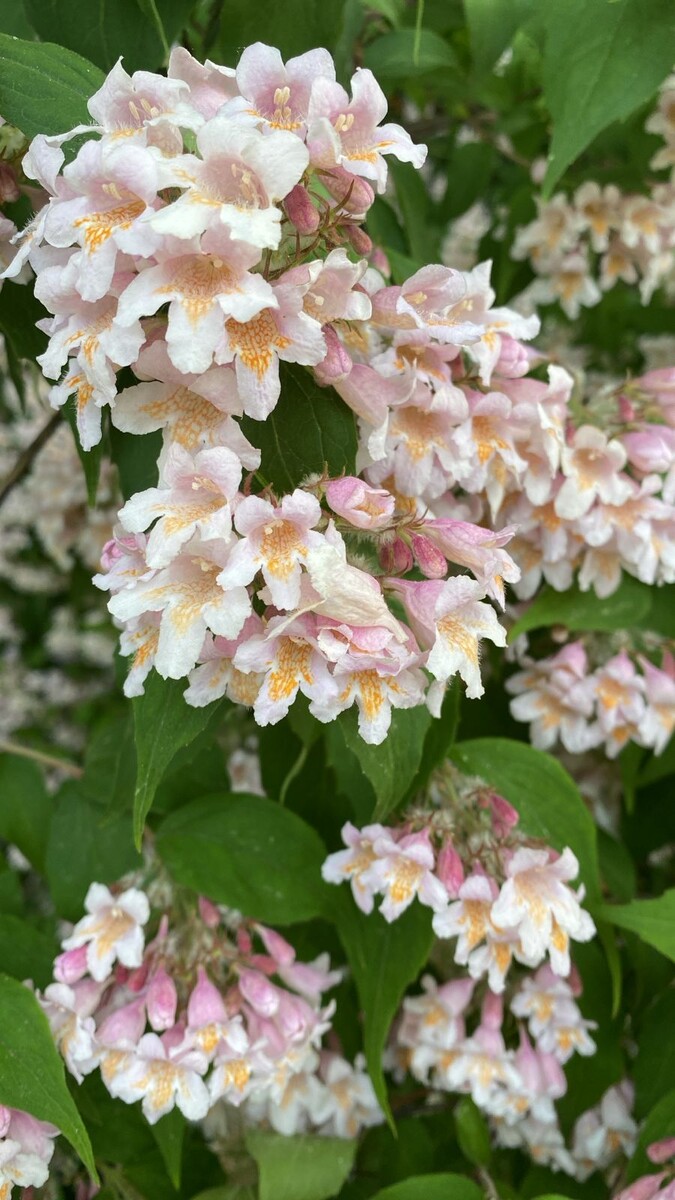 Жимолость каприфоль 