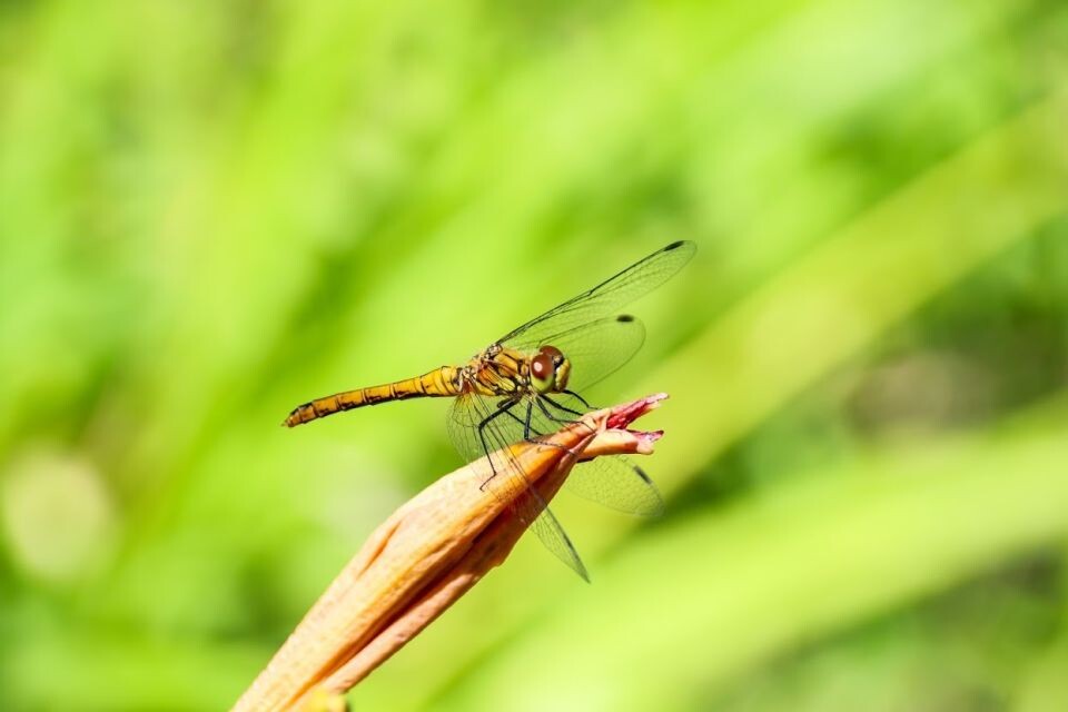    Стрекоза. Природа. Насекомые. Источник: Виталий Барабаш
