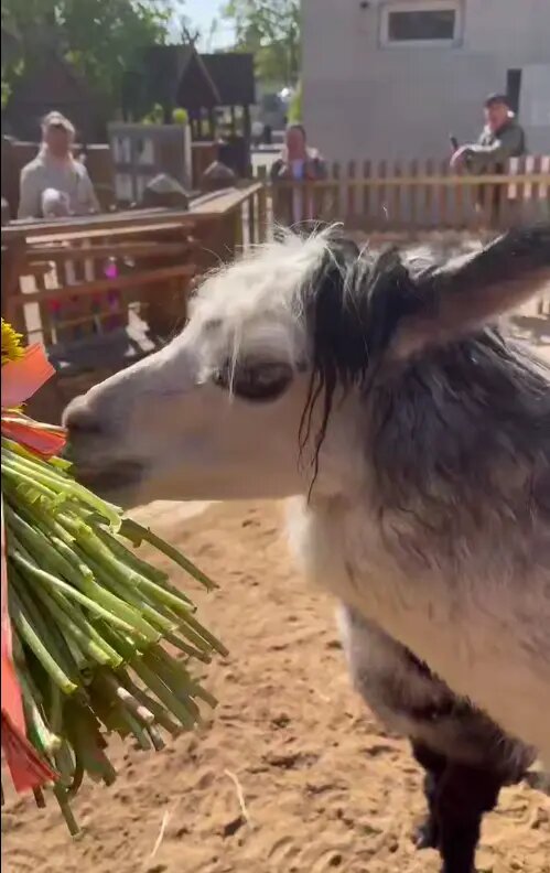    Фото: стоп-кадр видео пресс-службы Ленинградского зоопарка