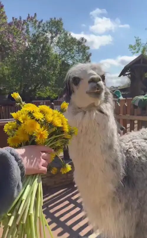    Фото: стоп-кадр видео пресс-службы Ленинградского зоопарка