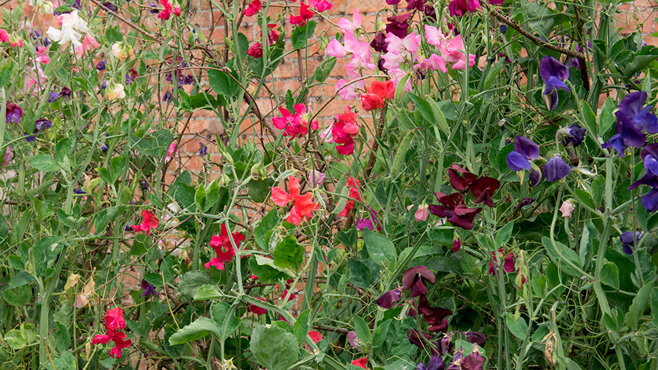 Фото с Яндекса 