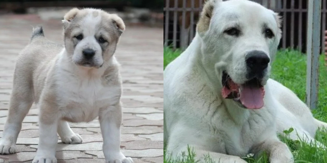 Алабай может стать проблемой: 7 фактов, которые нужно знать при выборе щенка