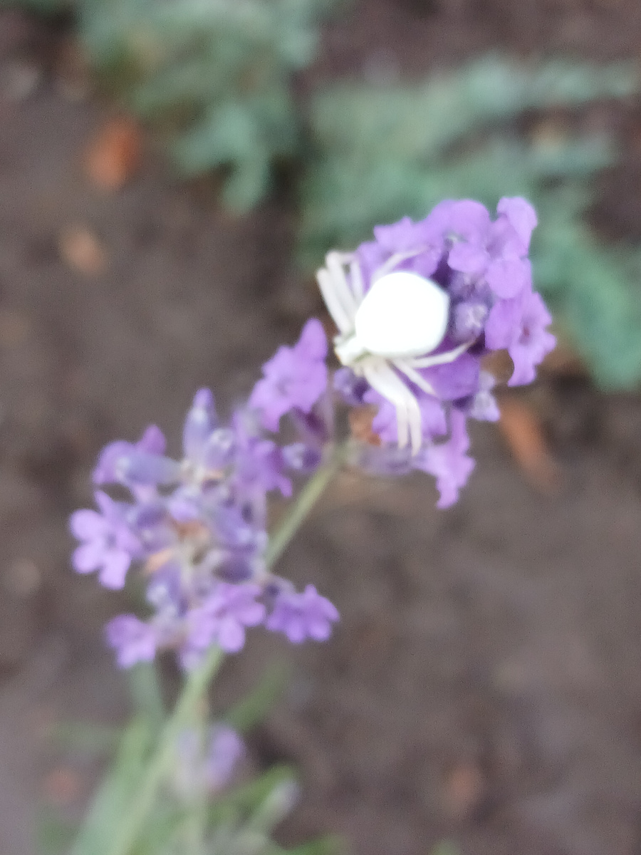 Цветочный паук на лаванде