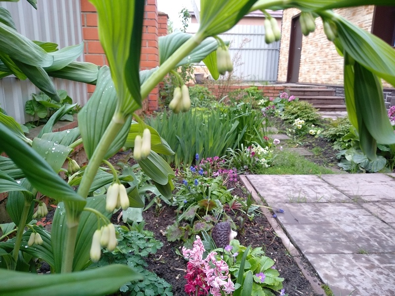 цветники на северной стороне участка. Май. Подмосковье