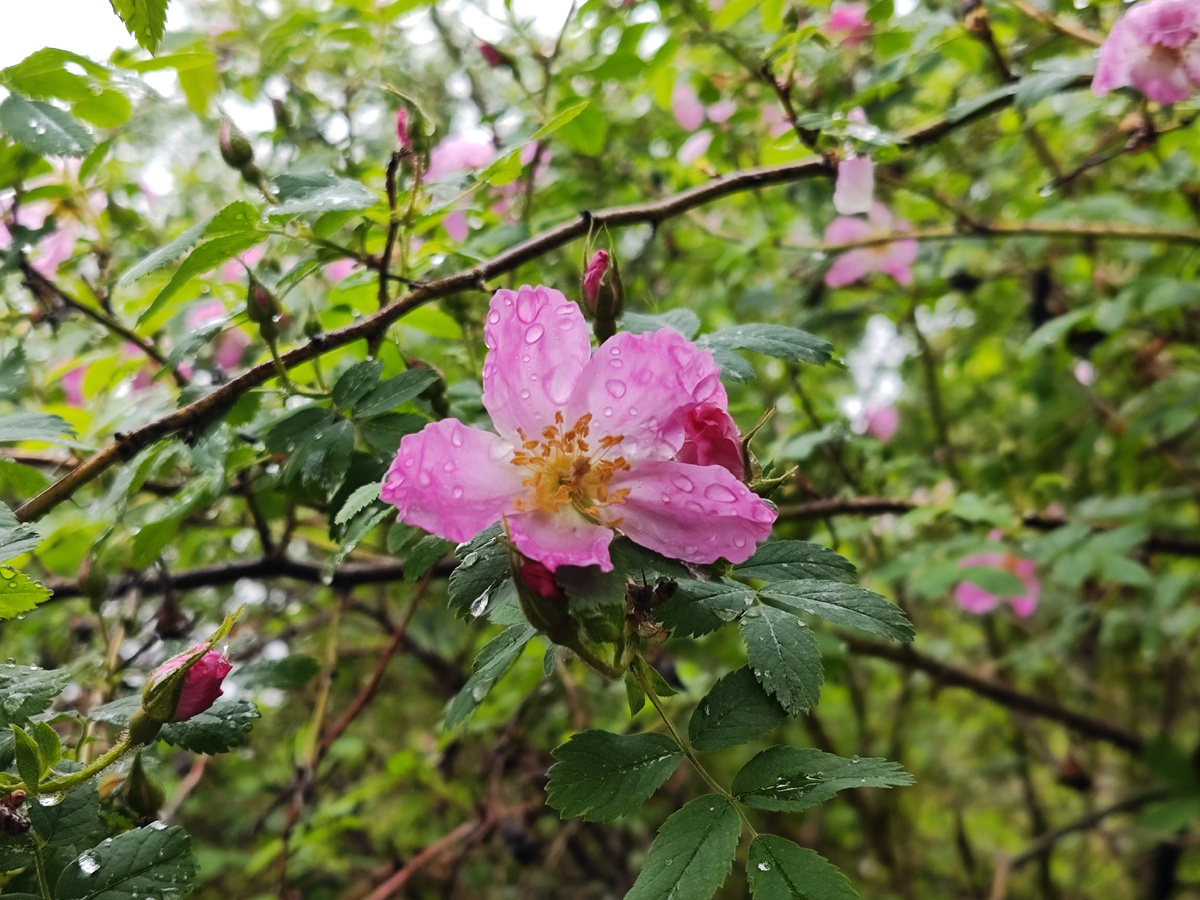 В тот день...шел дождь. И он был на моих щеках, но почему соленый шел из глаз?