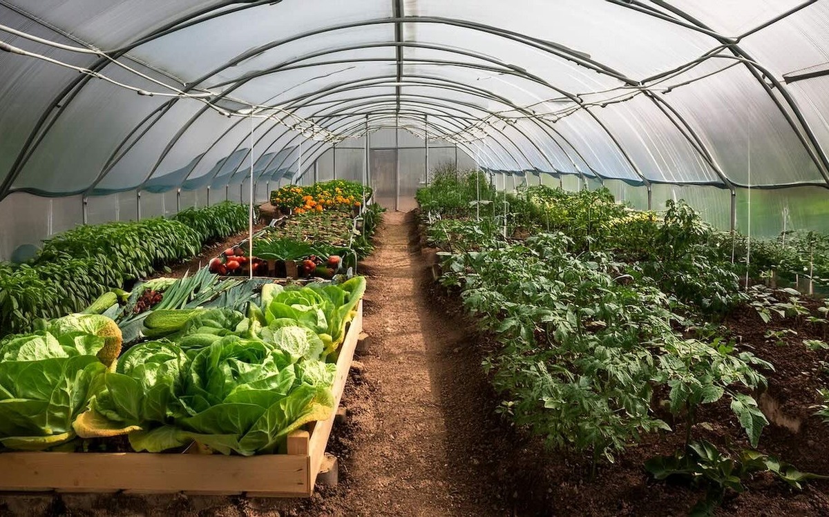 Секрет идеального микроклимата в теплице: простые способы определения влажности без приборов / Фото: Pogovorim.by