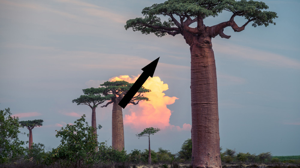    Как баобабы обманывают время и живут 5000 лет