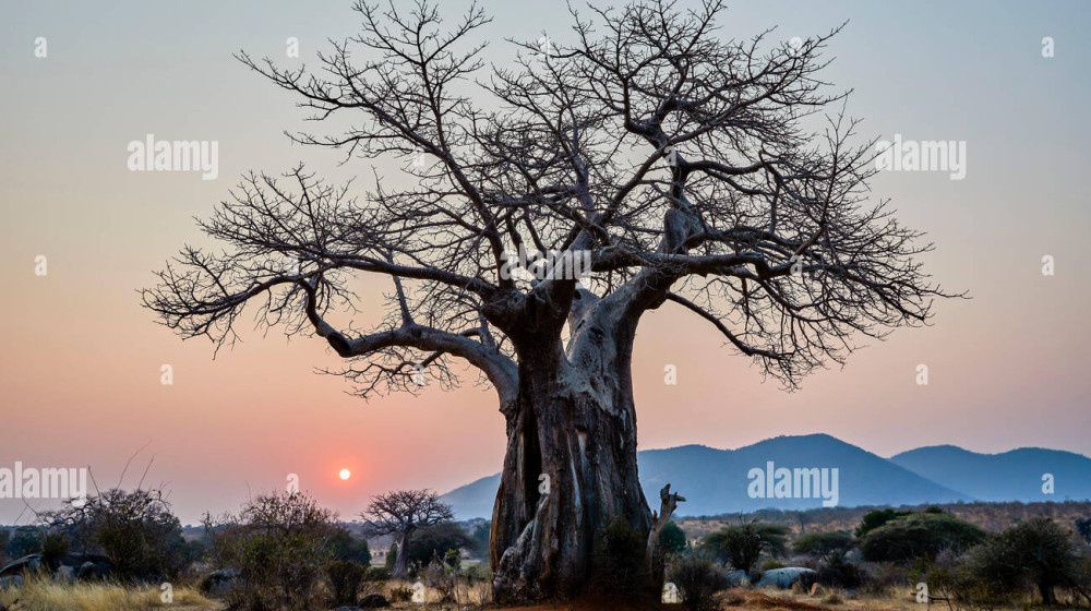   Как баобабы обманывают время и живут 5000 лет
