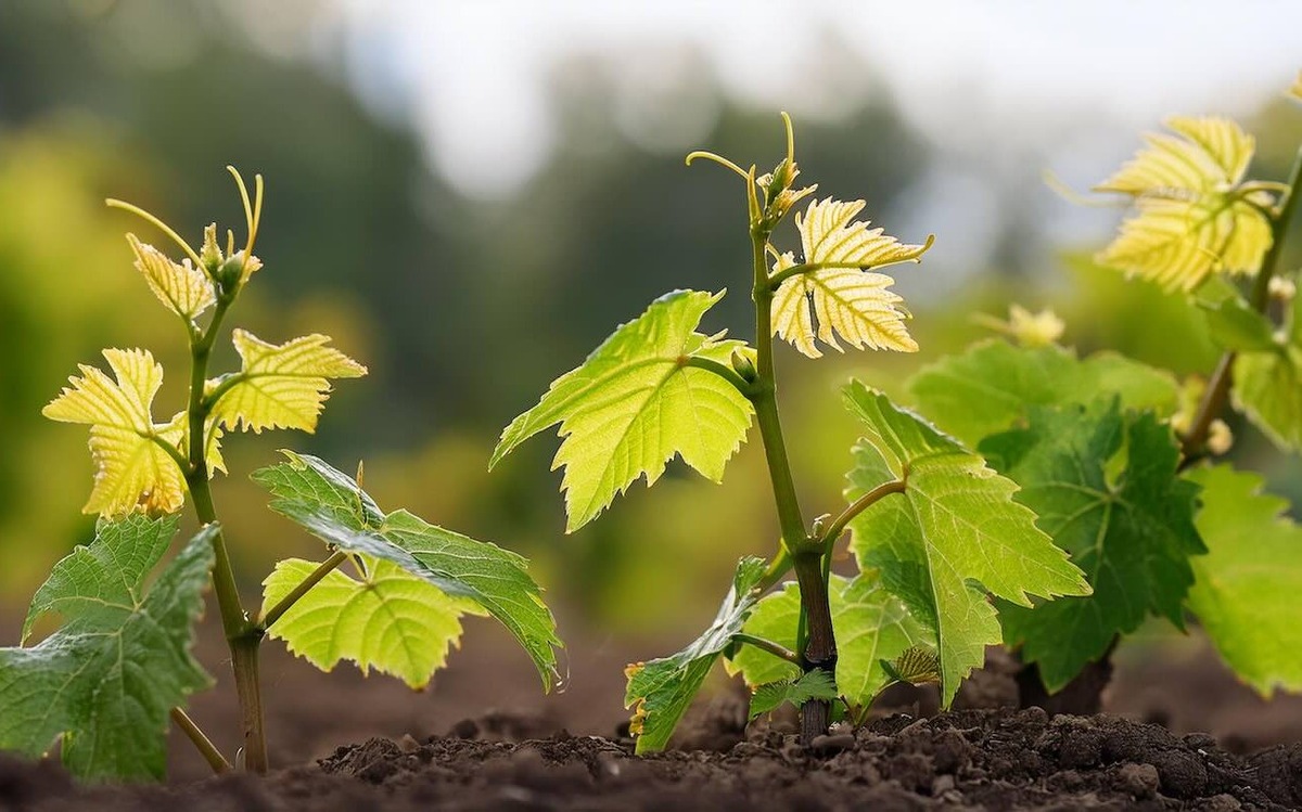 Высаживаем виноград в разгар лета: запомните эти правила для гарантированного успеха / Фото: Pogovorim.by