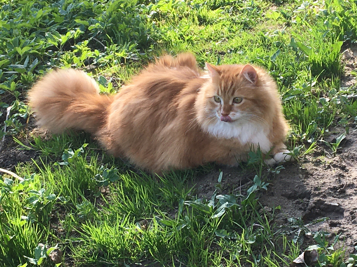 Беша. Фото автора