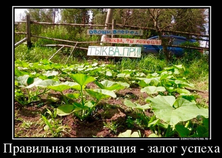 Вперед, к рекордным урожаям!)) Юмор, дача!