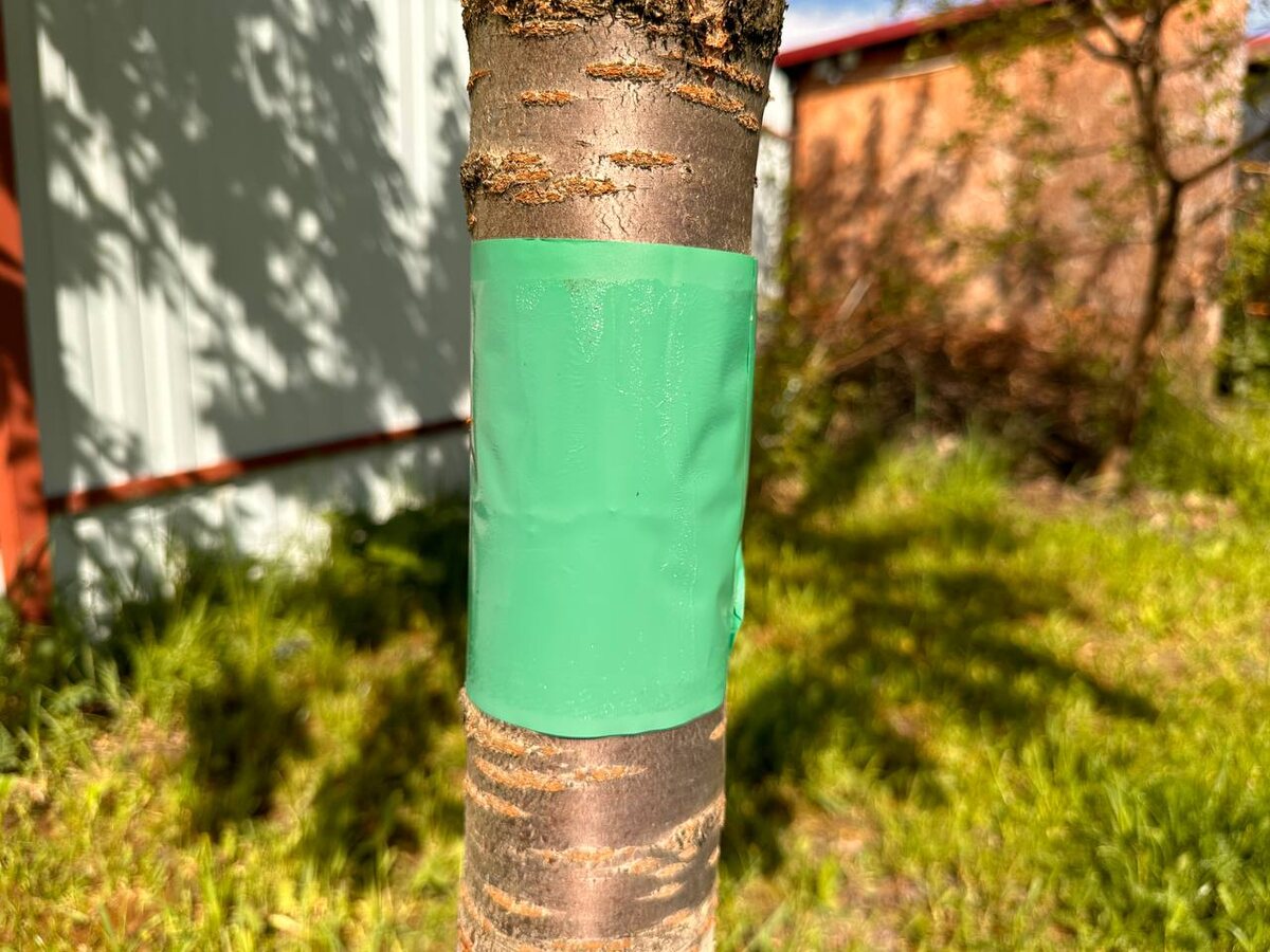 Ловчий пояс