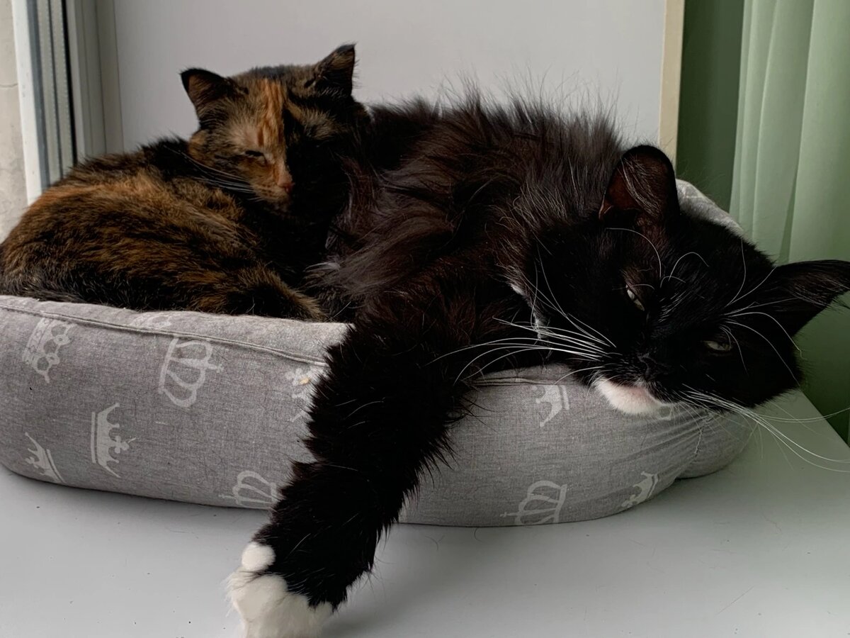 Им повезло оказаться на одной на передержке, но катастрофически не везёт с поиском дома