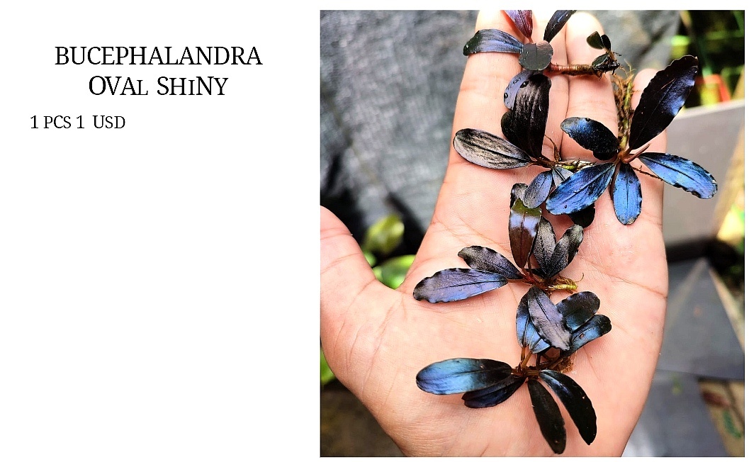 Из оптового прайса Risky Abdurrahman Aquatic 