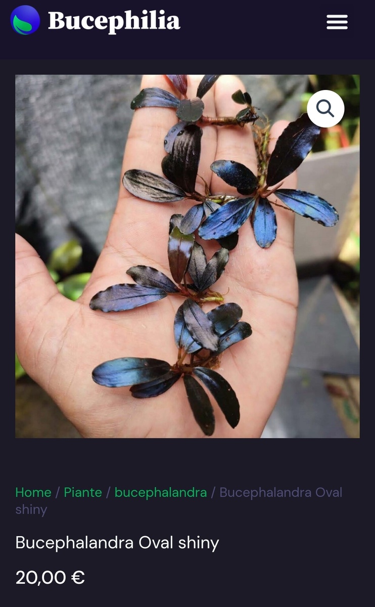 Итальянский интернет зоомагазин. 