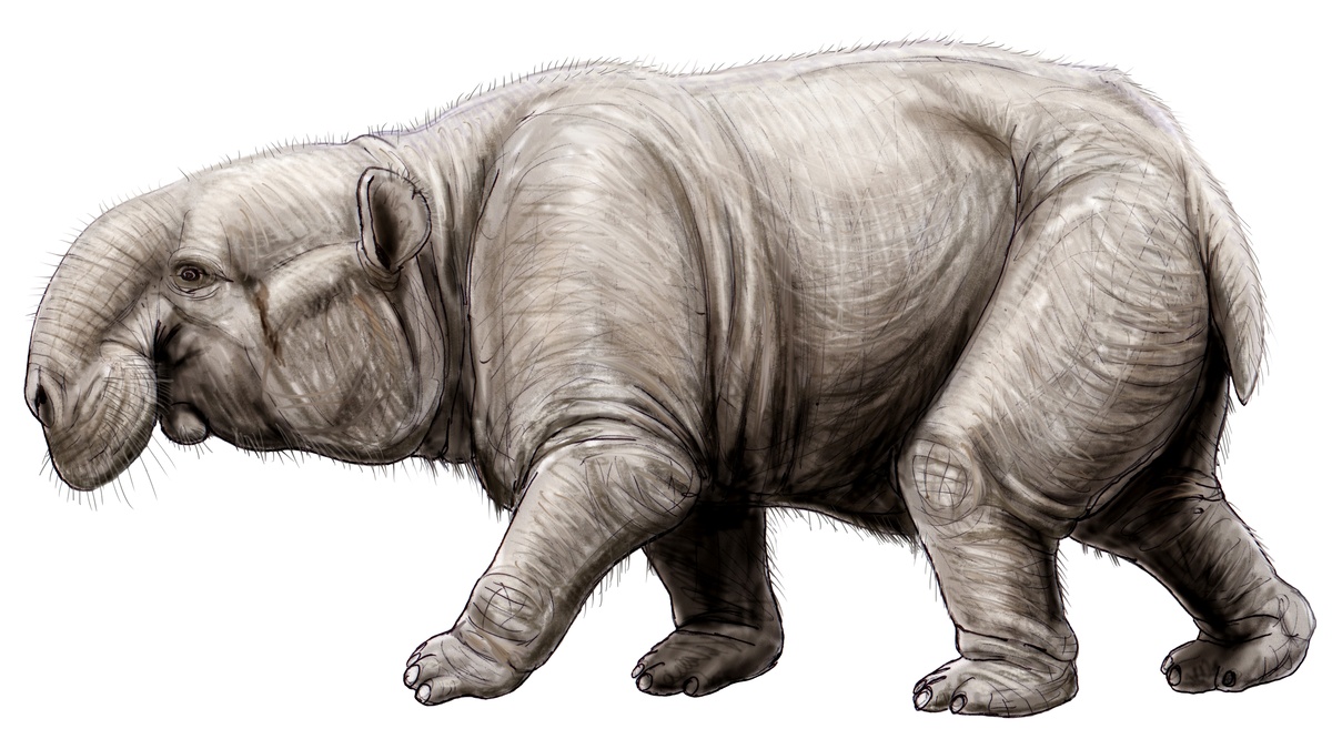 Древний предок хоботных – баритерий