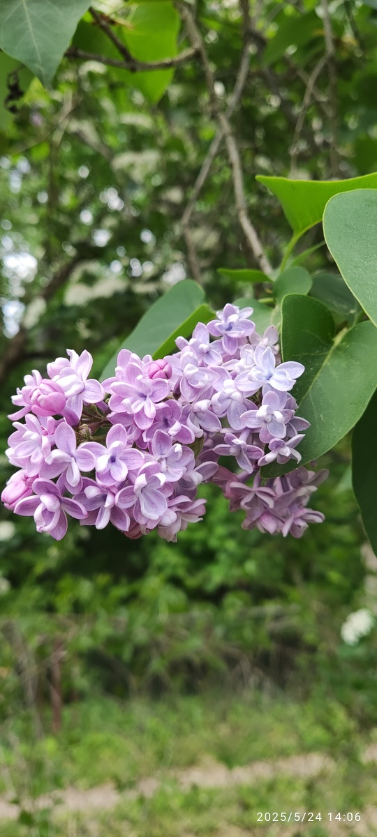 Личная сирень автора, как и фото😆