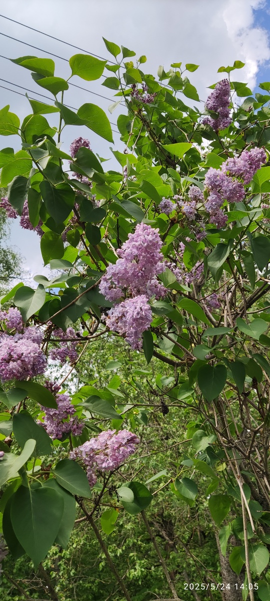 Фото автора, сирень тоже))) 