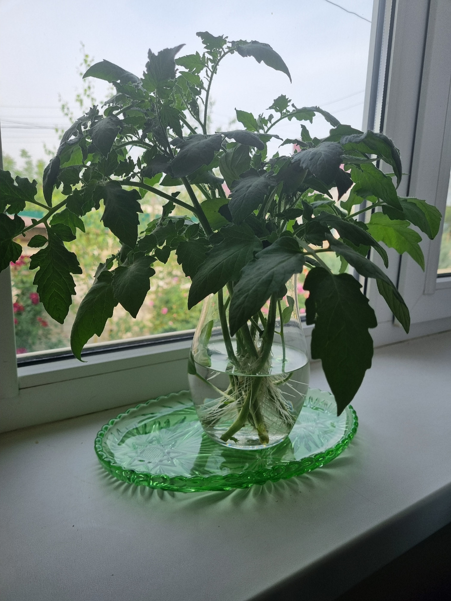 Прекрасный способ увеличить количество томатный кустов. Не все же петунью черенковать!      © Фото: Зеленая леди: сад, семья и томатный сок