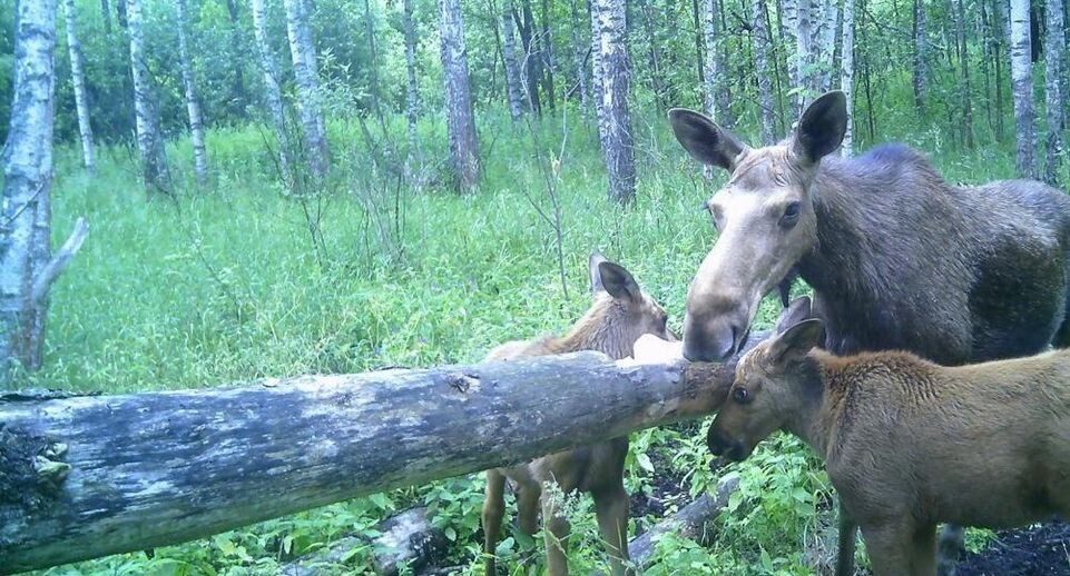    Комитет лесного хозяйства Московской области