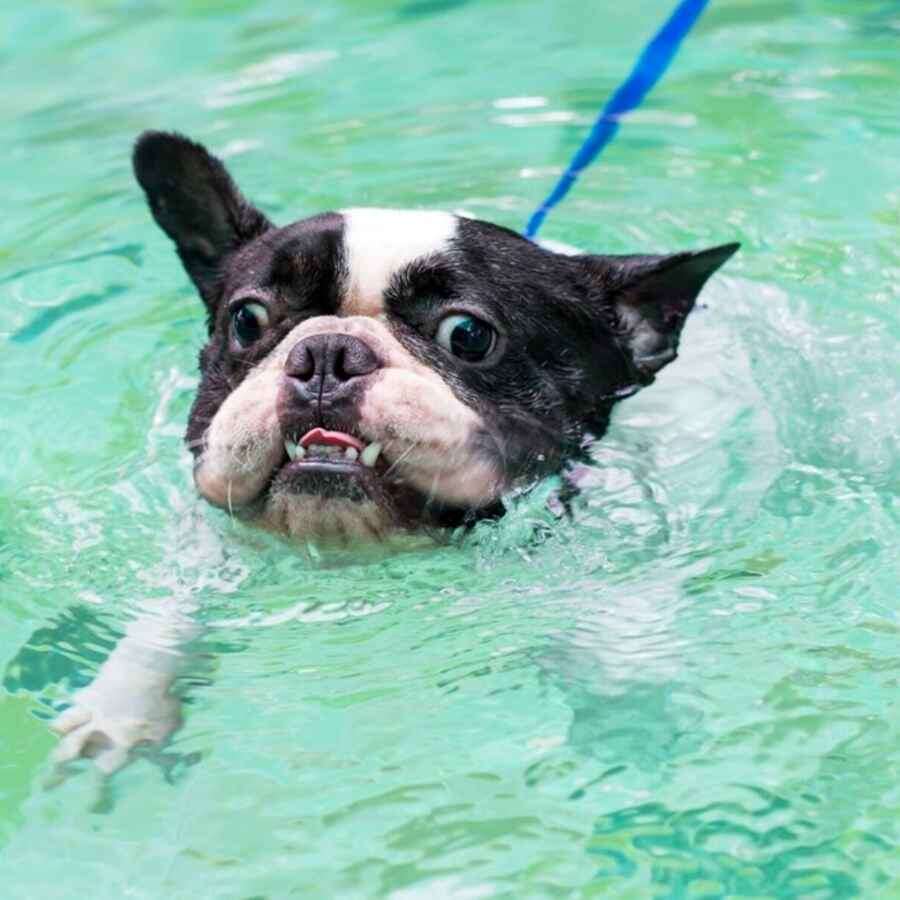 источник фото: https://cdn.shopify.com/s/files/1/0136/5468/7844/files/french-bulldog-nervously-swimming-in-a-pool.jpg