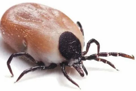 Для иллюстрации, из открытых источников в Сети 