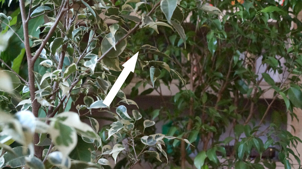    Фикусы ЦРУ шпионили за советскими учеными в 70-х