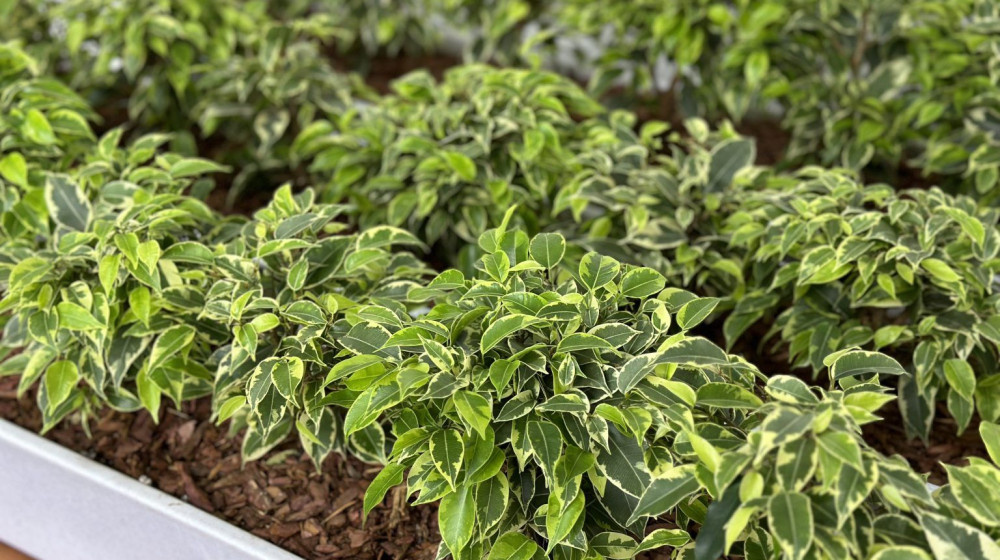    Фикусы ЦРУ шпионили за советскими учеными в 70-х