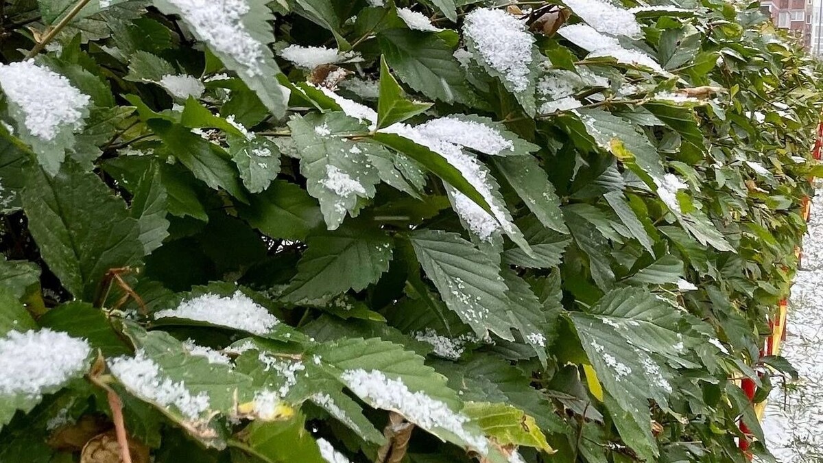     Источник: 1MI