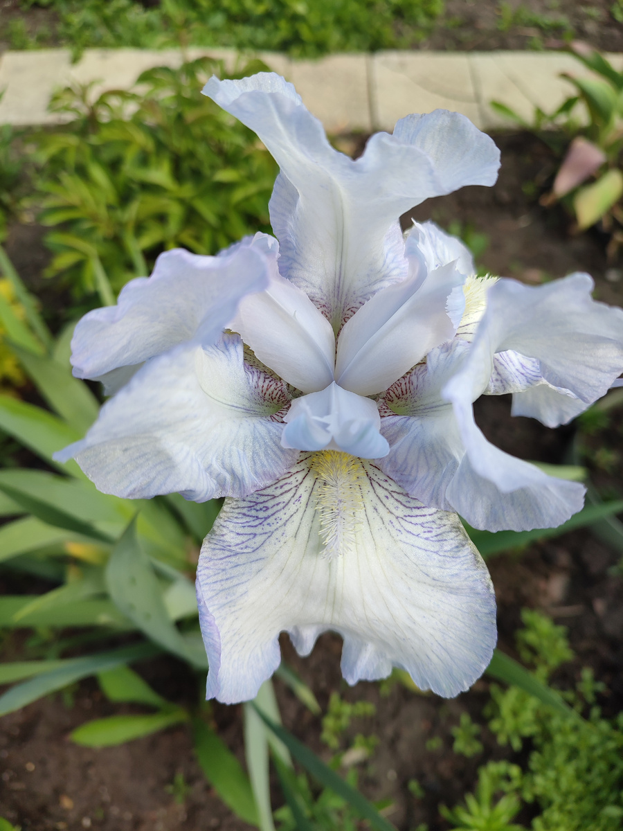 Дважды цветущий Ирис Immortality