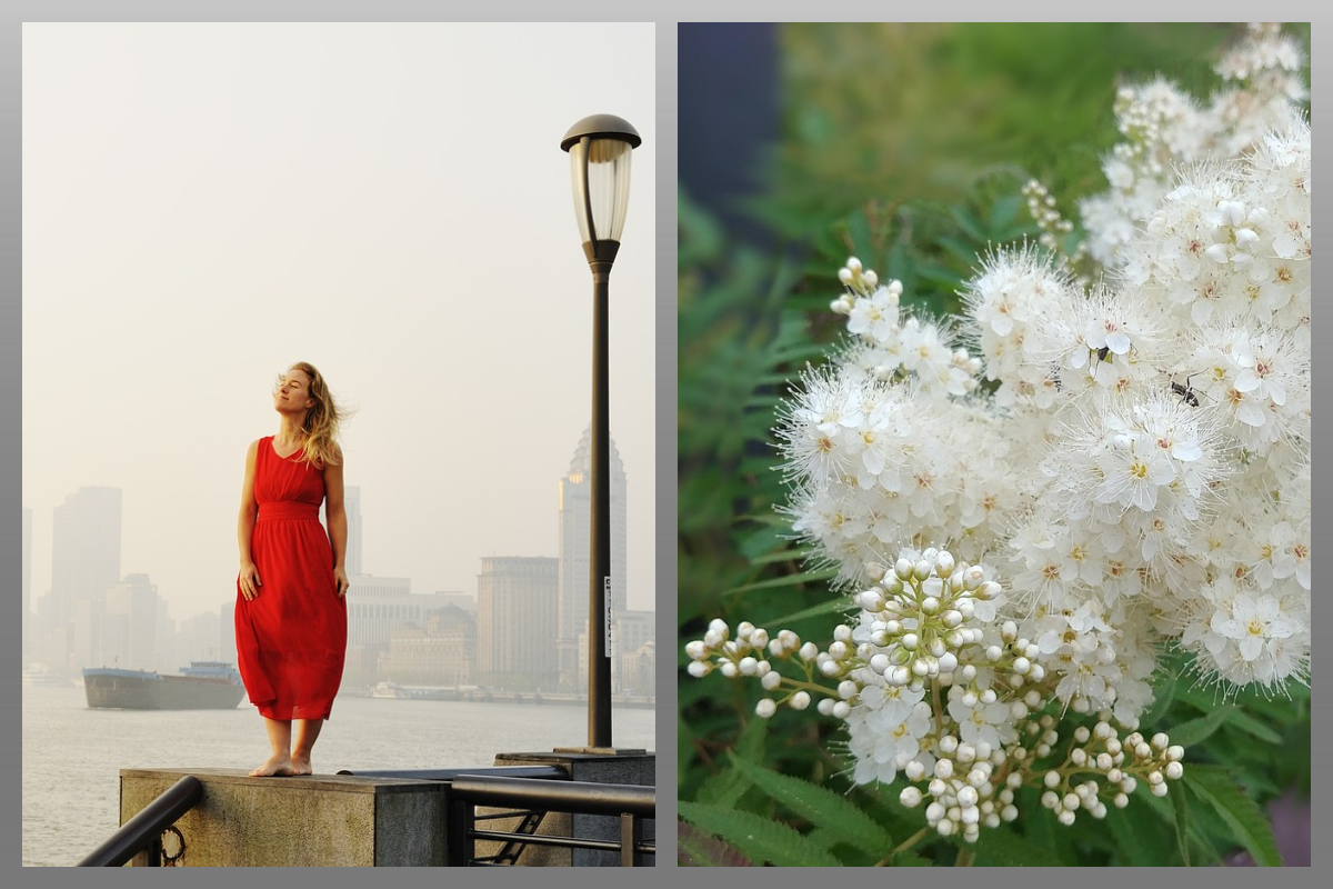 Рябина цветёт, Девушка в красном/pixabay.com