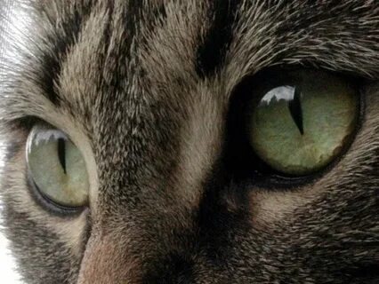 Фотографии взяты из открытых источников