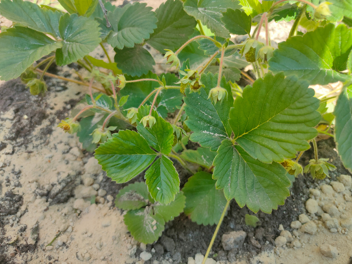 Клубника на клумбе