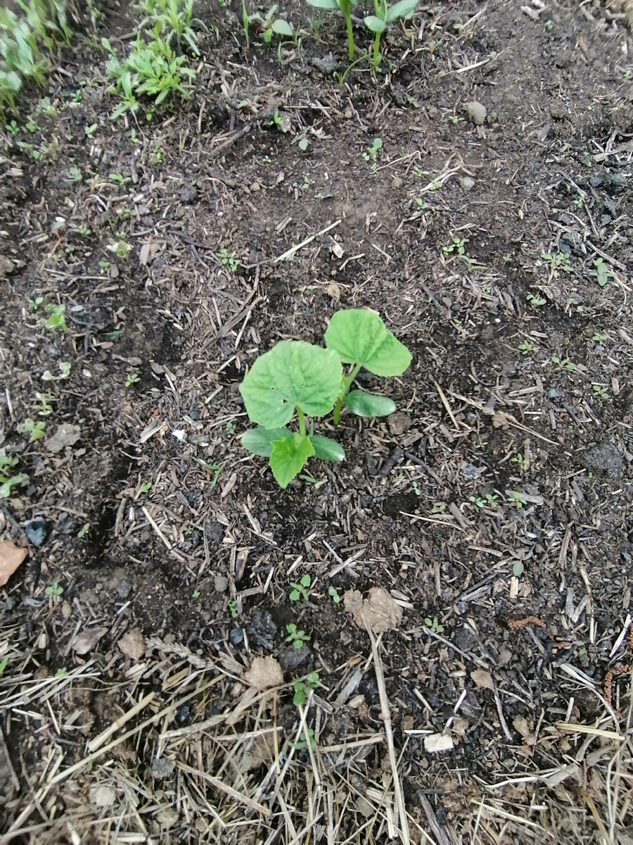 Огурцы растут,  правда медленно.