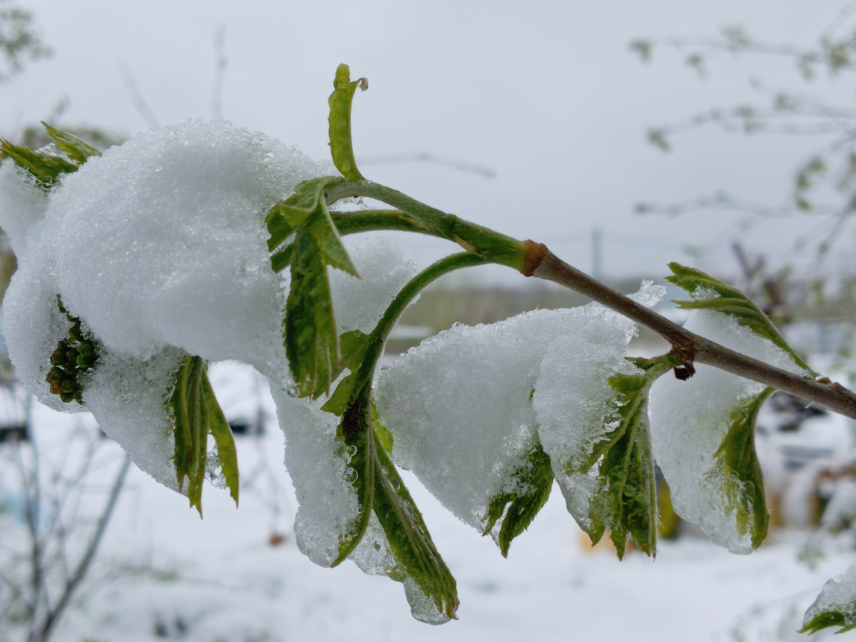 Фото автора. 