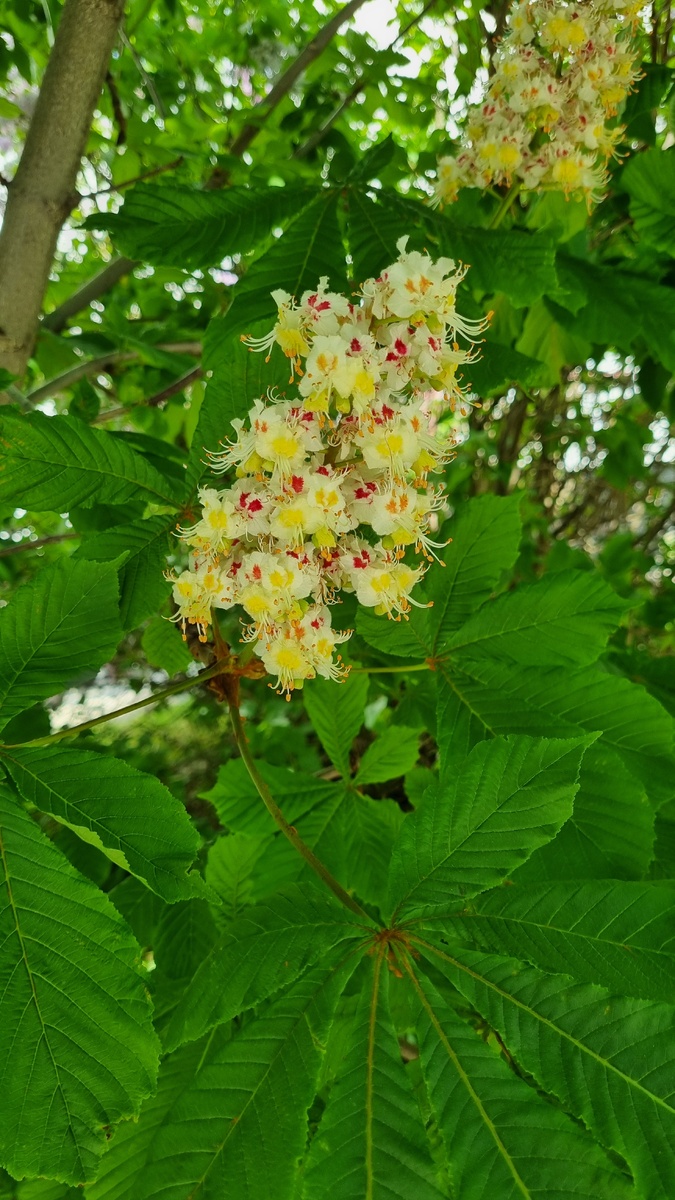 А вчера выходила) отдала джинсы подшить, уж больно длинные, а ещё в ЦИПР подписать бумаги, и в магазин. А это вот конский каштан цветет.