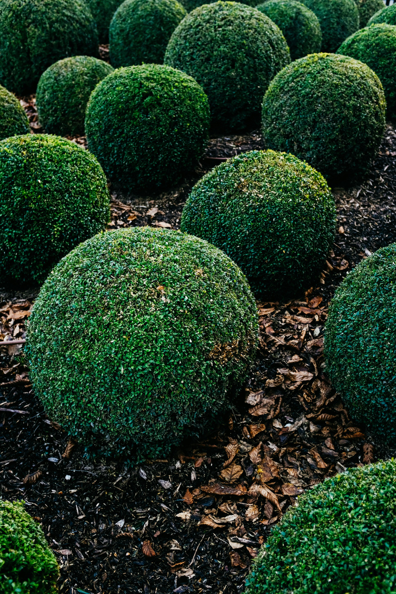 Фотограф: Adrien Olichon: https://www.pexels.com/ru-ru/photo/buxus-sempervirens-14975230/