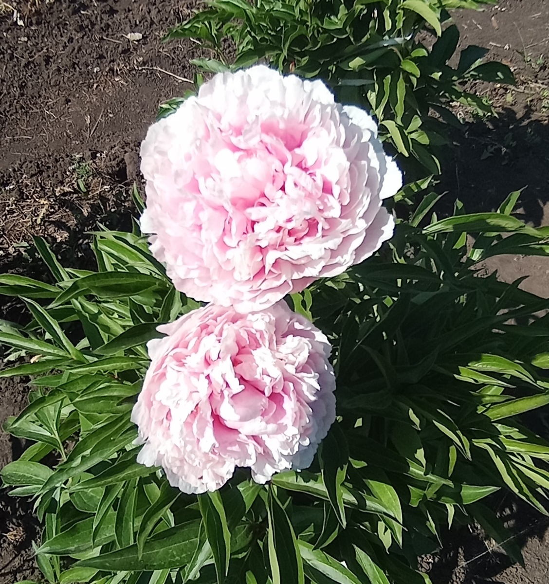 Нежно розовые🌸