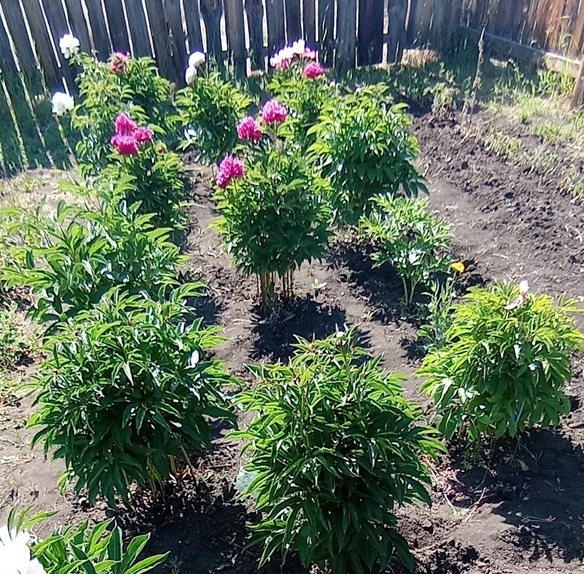 Не все бутоны ещё зацвели☺️