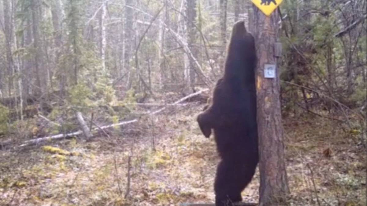    Фото: пресс-служба заповедника «Тунгусский»